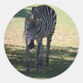 Zebra Runder Aufkleber (Vorderseite)