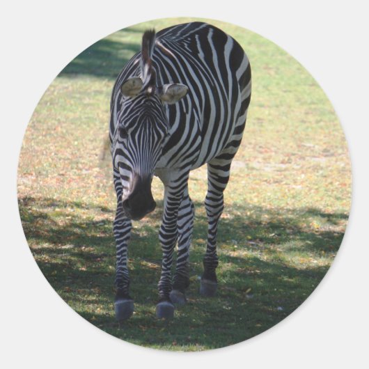 Zebra Runder Aufkleber (Vorderseite)