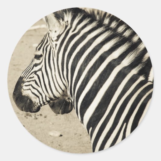 Zebra Runder Aufkleber (Vorderseite)