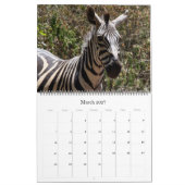 Zebra Safari 2025 groß Kalender (Mär 2027)