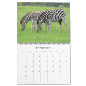 Zebra Safari 2025 groß Kalender (Feb 2027)