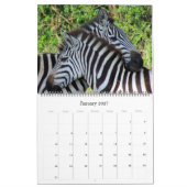 Zebra Safari 2025 groß Kalender (Jan 2027)