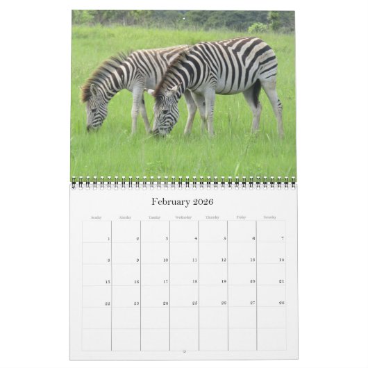 Zebra-Safari 2026 Kalender (Feb 2026)