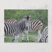 Zebra Safari Afrika Postkarte (Vorderseite)