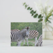 Zebra Safari Afrika Postkarte (Stehend Vorderseite)