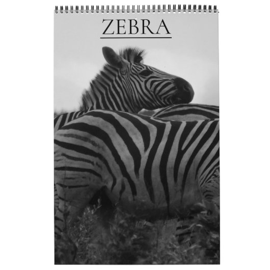 Zebra-Safari Kalender (Titelbild)