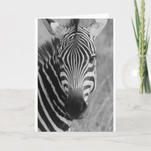 Zebra Safari Niedlich Afrikanisch Elegant Streifen Karte