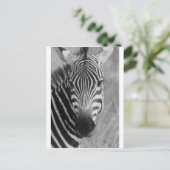 Zebra Safari Niedlich Afrikanische Klassik Streife Postkarte (Stehend Vorderseite)