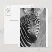 Zebra Safari Niedlich Afrikanische Klassik Streife Postkarte (Vorne/Hinten)