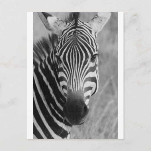 Zebra Safari Niedlich Afrikanische Klassik Streife Postkarte (Vorderseite)