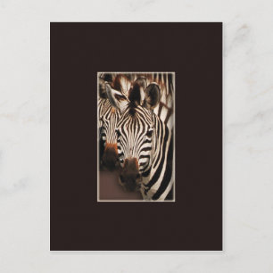 Zebra-Safari-Postkarten Postkarte