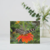 Zebra-Schmetterling Postkarte (Stehend Vorderseite)