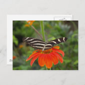 Zebra-Schmetterling Postkarte (Vorne/Hinten)