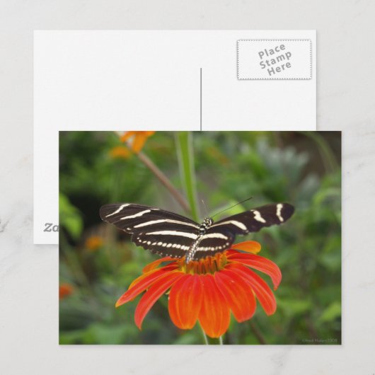 Zebra-Schmetterling Postkarte (Vorne/Hinten)