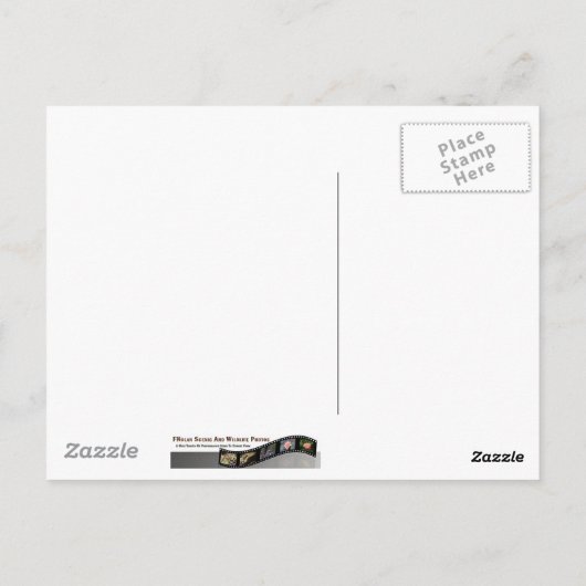 Zebra-Schmetterling Postkarte (Rückseite)