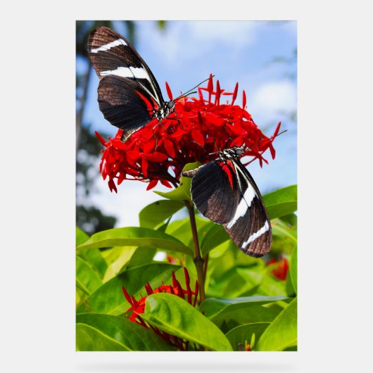 Zebra-Schmetterlinge auf roten Blume Acrylschild (Vorderseite)