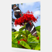 Zebra-Schmetterlinge auf roten Blume Acrylschild (Winkel)