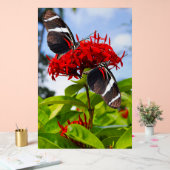 Zebra-Schmetterlinge auf roten Blume Acrylschild (Hochzeit)