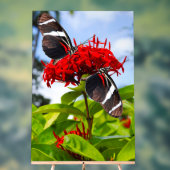 Zebra-Schmetterlinge auf roten Blume Acrylschild (Neutral)