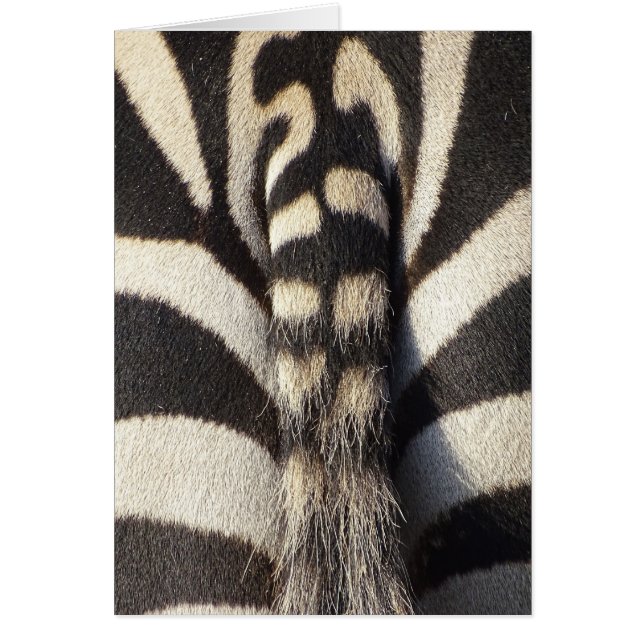 Zebra Schwanz (Vorne)