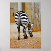 Zebra Schwanz Poster (Vorne)