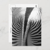 Zebra Schwanz Postkarte (Vorne/Hinten)