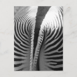 Zebra Schwanz Postkarte
