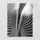 Zebra Schwanz Postkarte (Vorderseite)