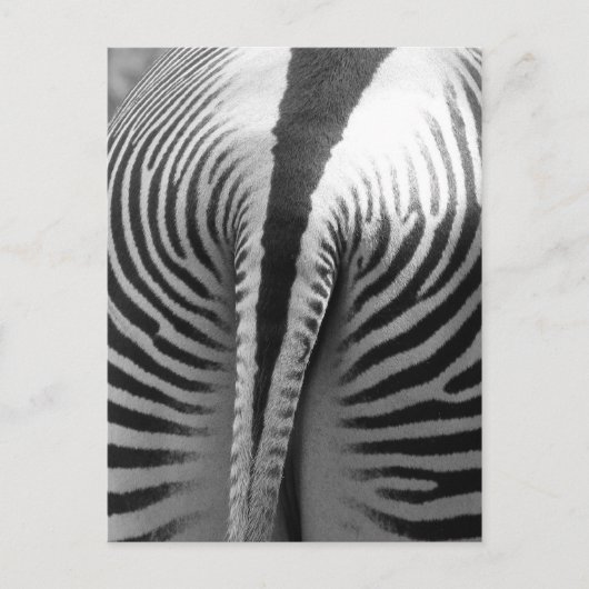 Zebra Schwanz Postkarte (Vorderseite)