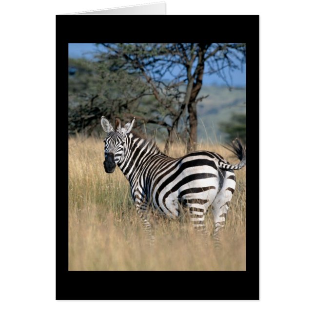 Zebra Schwanz Swish (Vorne)