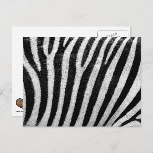 Zebra Schwarz und Weiß Strickhaut Textur Templat Postkarte (Vorne/Hinten)