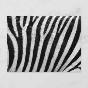 Zebra Schwarz und Weiß Strickhaut Textur Templat Postkarte