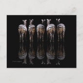 Zebra Schwarz-weiße Streifen Reflektionen Postkarte (Vorderseite)