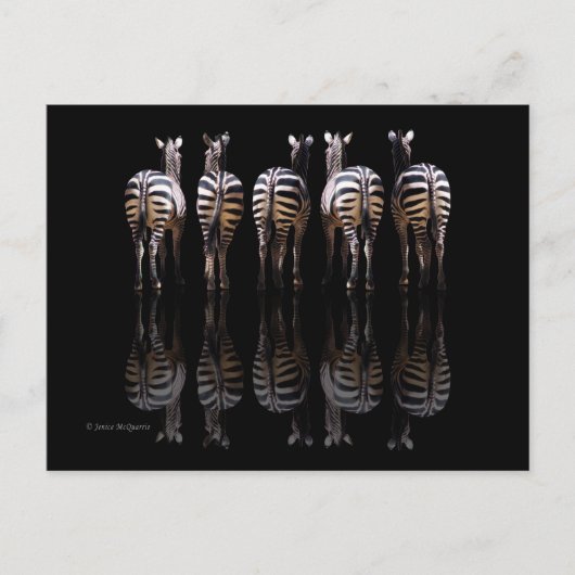 Zebra Schwarz-weiße Streifen Reflektionen Postkarte (Vorderseite)