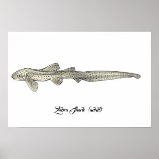 Zebra Shark [Erwachsene] Poster