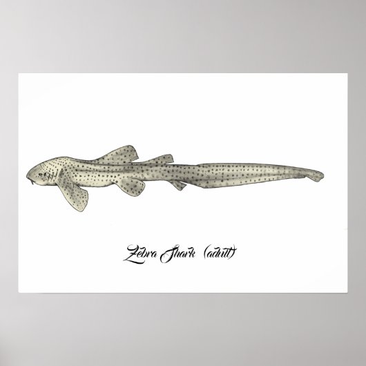 Zebra Shark [Erwachsene] Poster (Vorne)
