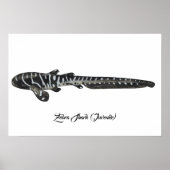 Zebra Shark (Juvenile) Poster (Vorne)