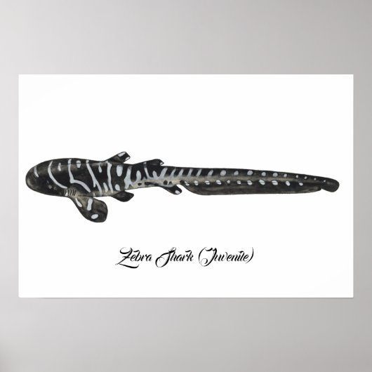 Zebra Shark (Juvenile) Poster (Vorne)