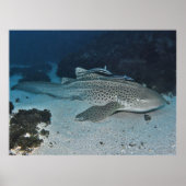 Zebra Shark Poster (Vorne)