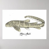 Zebra Shark Small Poster (Vorne)