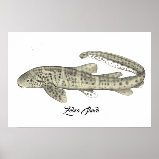Zebra Shark Small Poster (Vorne)