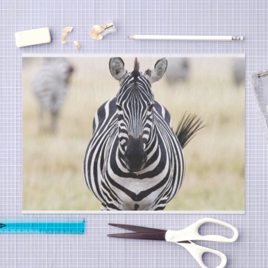 Zebra sieht dich an seidenpapier (Handwerk)