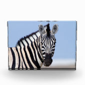 Zebra sieht dich mit blauem Himmelslicht Foto an (Vorderseite)