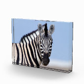 Zebra sieht dich mit blauem Himmelslicht Foto an (Rechts)