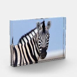 Zebra sieht dich mit blauem Himmelslicht Foto an