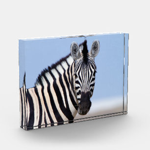 Zebra sieht dich mit blauem Himmelslicht Foto an