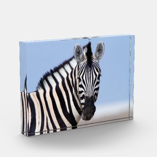 Zebra sieht dich mit blauem Himmelslicht Foto an (Links)