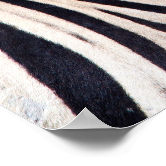 Zebra sieht dich mit blauem Himmelslicht Foto an Poster (Ecke)