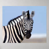 Zebra sieht dich mit blauem Himmelslicht Foto an Poster (Vorne)