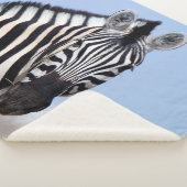 Zebra sieht dich mit blauem Himmelslicht Foto an Sherpadecke (3/4)